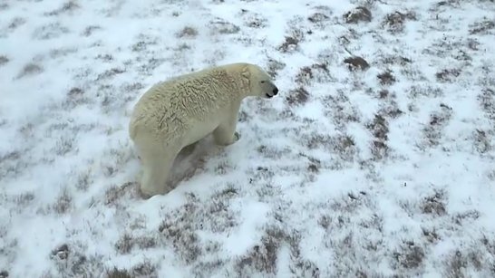 На Медвежьих островах будет проведён ежегодный мониторинг популяции белых медведей