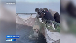 Чернышевский рыбоводный завод планирует реализовать около 20 тонн рыбы до конца года