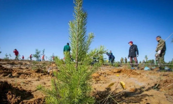 В Якутии подвели итоги лесовосстановительных работ