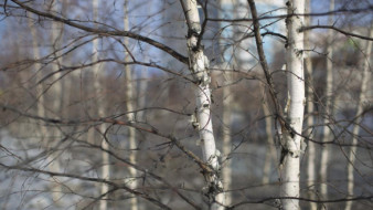 Прогноз погоды в Якутске на 25 апреля
