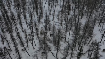 Один миллион рублей выделит компания АЛРОСА на охрану северных оленей в Мирнинском районе