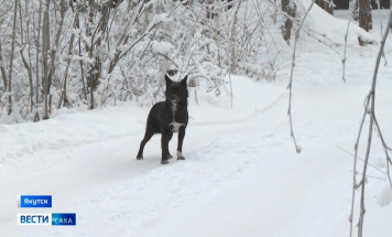 В Якутске специалисты продолжают отлов бродячих собак