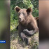 В Нерюнгринском районе медведи всё чаще выходят к людям