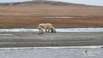 В Нижнеколымском районе Якутии ведётся осенний мониторинг белых медведей