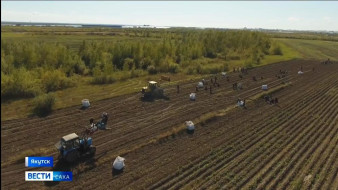 В Якутии аграрии планируют собрать в два раза больше картофеля