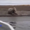В Усть-Янском районе заметили тюленя на берегу реки