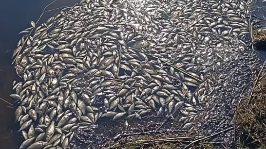 По случаю массовой гибели рыб в Нюрбинском районе будет проведено выездное обследование
