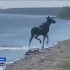 Лось вышел к людям во время субботника на берегу Лены
