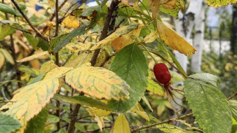 Предстоящей ночью в Якутске и его окрестностях ожидаются заморозки