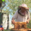 В Якутии пчеловоды начали собирать первый мёд