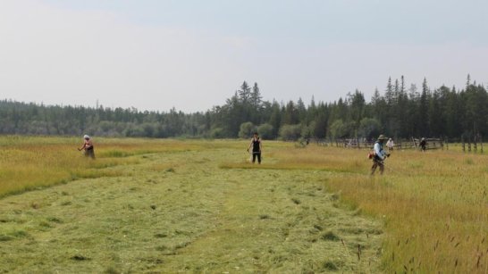В Якутии доведены планы по заготовке грубых кормов в районах