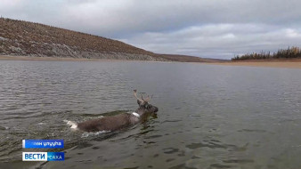 Өлөөҥҥө кыыл табаларга кэтиир тэриллэри ииллилэр