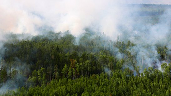 Оперативная информация о лесных пожарах на 23 июня