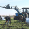 Успеть до первых морозов. В Якутске проводится уборка урожая моркови