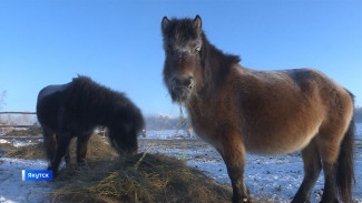 Запасы корма для зимовки скота в Якутии имеются в нужном объёме