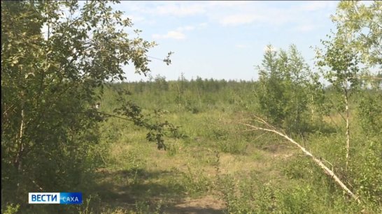 В Якутии действующих лесных пожаров нет