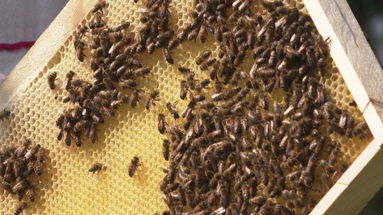 250 пчелосемей из Удмуртии доставят в Якутию 