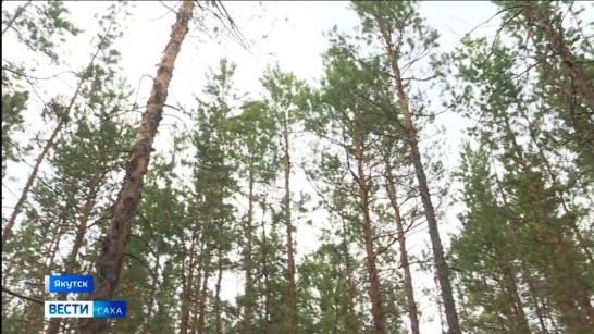 В Якутии за прошедшие сутки новых лесных пожаров не обнаружено
