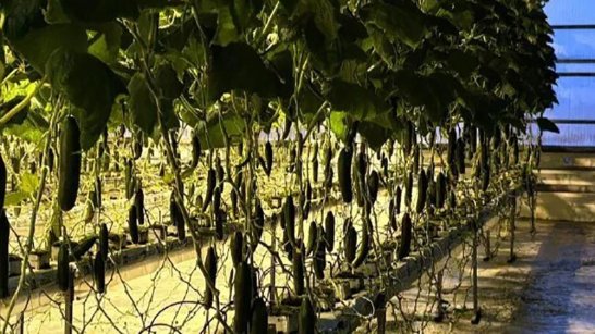 Круглогодичный тепличный комплекс ввели в Немюгюнском наслеге Якутии