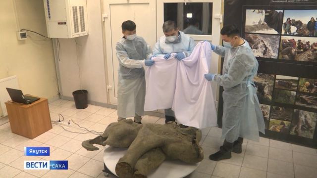 Уникальная находка. В Якутске презентовали останки мамонтенка возрастом 50 тысяч лет