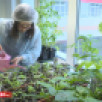 Дьокуускай 39№-дээх оскуолатын иһигэр баар теплица бастакы үүнүүнү биэрэр