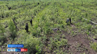 В Алданском районе недропользователи участвуют в программе лесовосстановления 