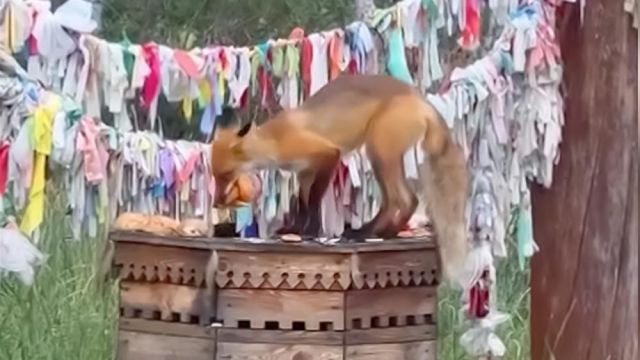 Жадная лисица. Якутяне делятся видео из Намского района