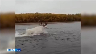 В Якутии рыбаки заметили редкого оленя-альбиноса