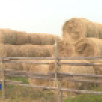 В Якутии в 2024 году прогнозируют заготовку 408 тыс. тонн сена