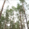 В Якутии за прошедшие сутки ликвидировано 6 лесных пожаров