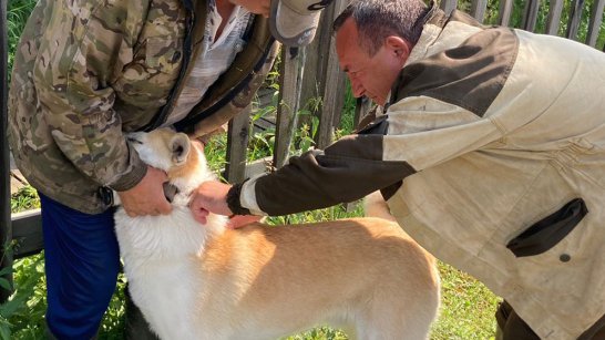 Ветеринары Мирнинского района чипируют домашних животных в наслегах