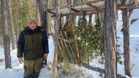 В Горном районе Якутии для сохранения популяции косуль ветеринары оборудуют кормушки