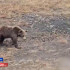 Адьырҕа кыыл кэлиҥҥи кэмҥэ Өрөспүүбүлүкэ үрдүнэн ахсаана лаппа улаатта