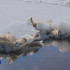 В ближайшие сутки ожидается вскрытие реки на участке Якутск — Кангалассы