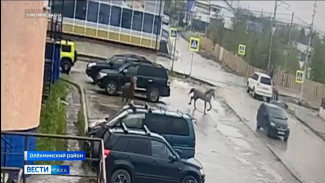 В Олёкминске лошадь на высокой скорости врезалась в припаркованный автомобиль