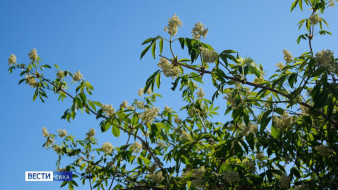 Прогноз погоды в Якутии на 23 июня