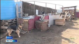 В Якутске и его пригородах продолжается отлов бродячих собак