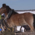 В Якутии коневоды-табунщики отмечают свой профессиональный праздник