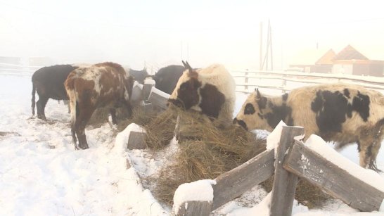 В Якутии содержат свыше 2,5 тыс. голов коренной породы скота, приспособленной к морозам