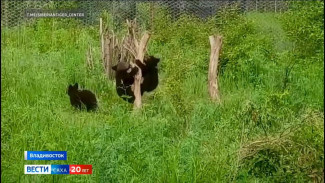 Спасённые медвежата из Якутии обживаются в центре "Тигр" во Владивостоке