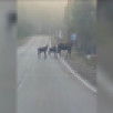 В Амгинском районе Якутии на дороге заметили семейство лосей