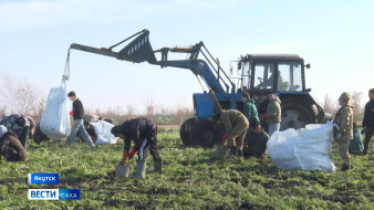 Успеть до первых морозов. В Якутске проводится уборка урожая моркови
