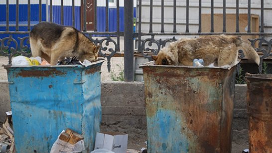 Власти Якутска предпримут дополнительные меры по отлову и содержанию безнадзорных животных