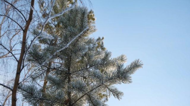 Якутское УГМС: морозная погода ожидается на северо-востоке и на северо-западе Якутии