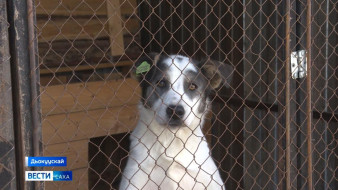 Тулагы-Киллэм нэһилиэгэр бэйдиэ ыттары туталлар