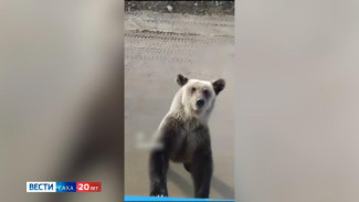 Жители Якутии стали чаще замечать медведей вблизи населённых пунктов