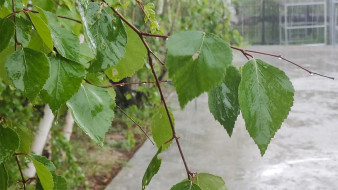 Прогноз погоды в Якутии на 26 июля