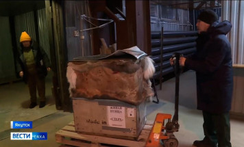 Найденный в Усть-Янском районе стерх будет находиться под присмотром специалистов в зоопарке "Орто Дойду"