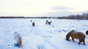 Коневоды Якутии присоединились к технологической программе "Инфоплем - табунное коневодство"
