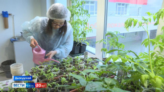 Дьокуускай 39№-дээх оскуолатын иһигэр баар теплица бастакы үүнүүнү биэрэр